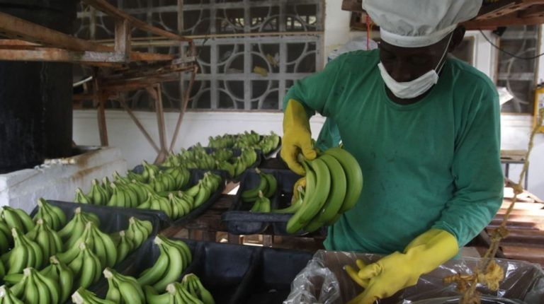 Los productos estrella del sector agrícola del Caribe