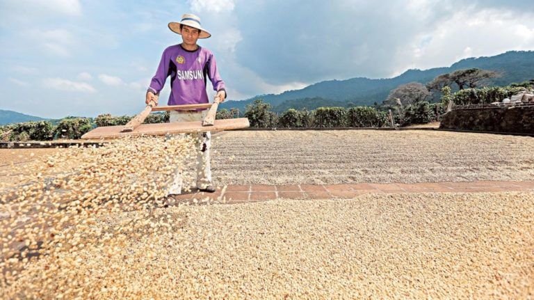 Las recomendaciones para que las zonas cafeteras se preparen para afrontar temporada de sequía