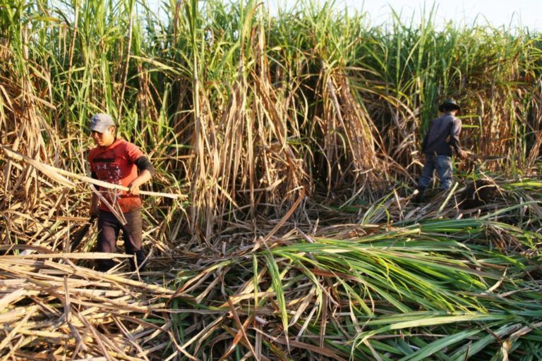 Aumentan los cultivos de caña panelera en zonas veredales de Cúcuta