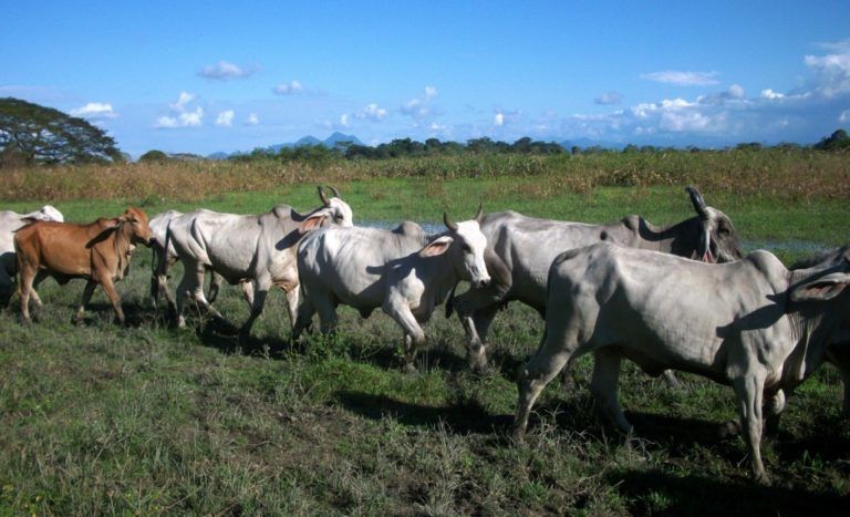 «Los TLC no han beneficiado al sector ganadero colombiano»: UNAGA