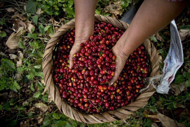 Baja rentabilidad pone en riesgo a caficultores del Paisaje Cultural Cafetero