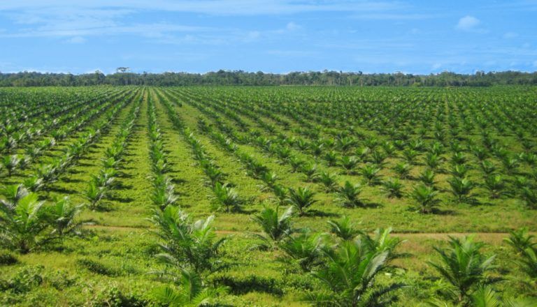 Cifras favorecen producción de palma en Colombia; mala imagen persiste