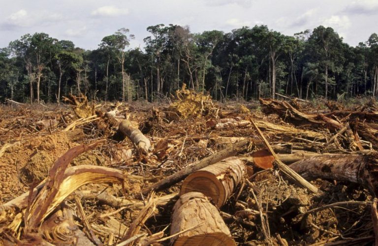 El proyecto de forestería comunitaria que controlaría la deforestación en Colombia