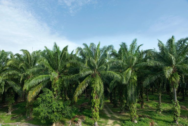Tusa de la palma para producir energía