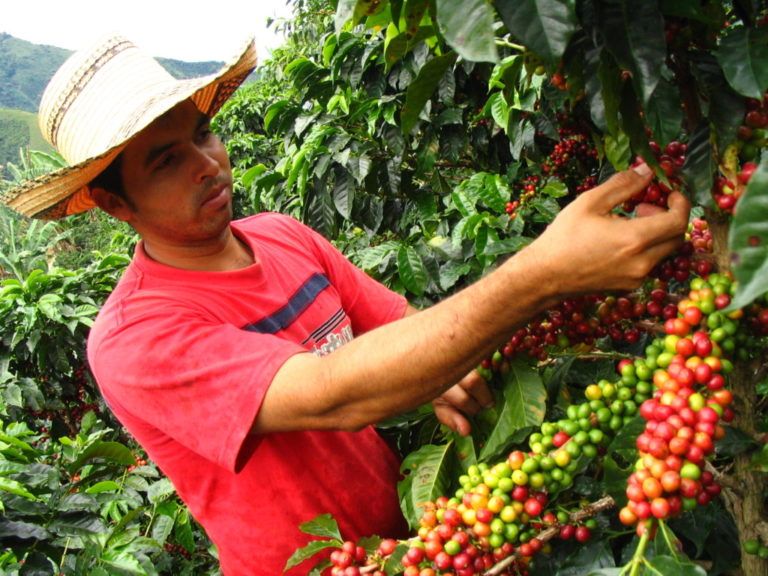 Jóvenes caficultores recibirán títulos de propiedad rural en el Huila