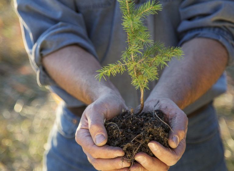 Anímate, siembra un árbol
