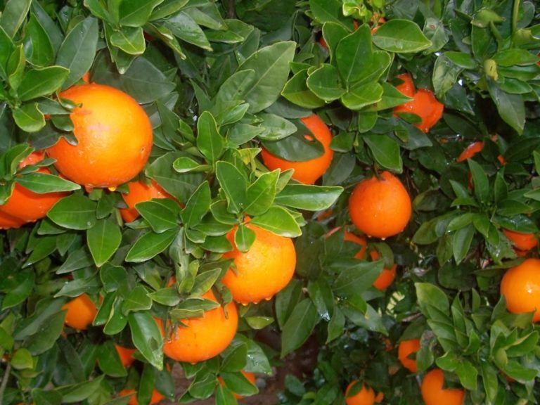 Cítricos risaraldenses exentos de HLB