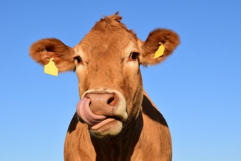 Primer Congreso de reproducción, genética y nutrición en ganadería