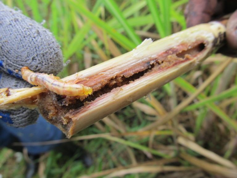 Agricultores huilenses se capacitan en manejo fitosanitario de la caña