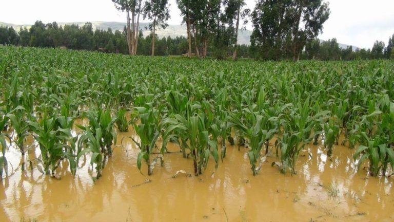 Agricultores deben aplicar medidas preventivas ante variaciones climáticas en el país