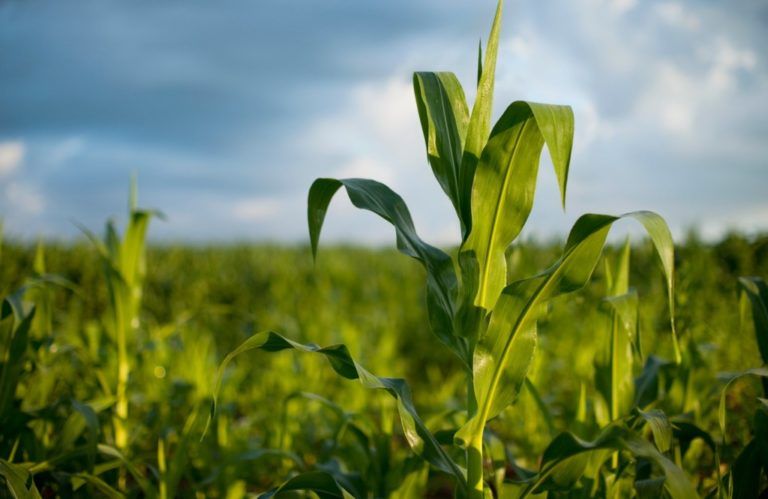 ICA presenta recomendaciones para afrontar cambios climáticos en los cultivos