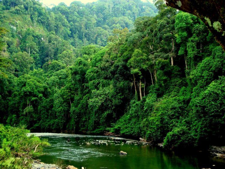 Con cálculos estadísticos se espera contribuir a la reforestación