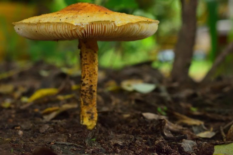 Hongos comestibles: especies con mayor demanda en el mundo