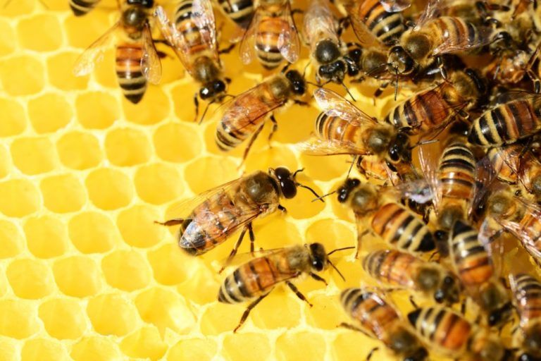 Proyecto de ley busca proteger a las abejas en Colombia