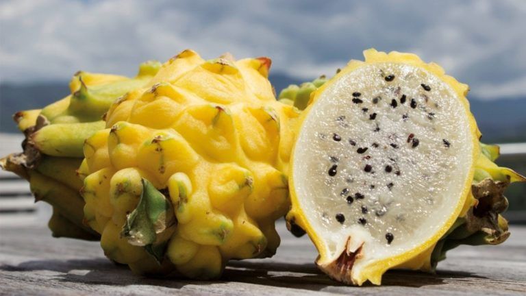 Pitahaya, la fruta del dragón que se cultiva en Centroamérica