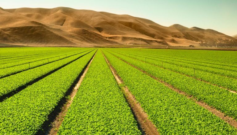 Previsiones mundiales del sector agrícola según organizaciones internacionales