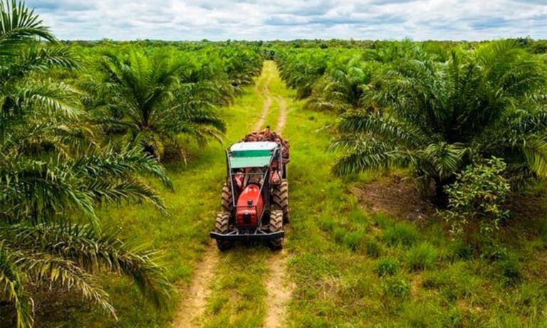 ¿Qué está pasando con la deforestación en zona rural de Maripipán?