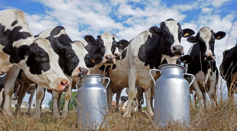 Así se fortalece la producción láctea en Cundinamarca