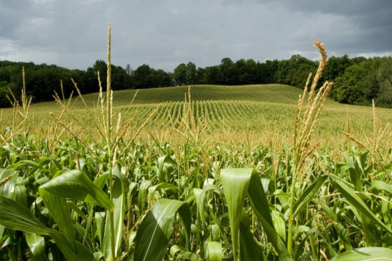 Algunas recomendaciones para que los productores enfrenten el verano