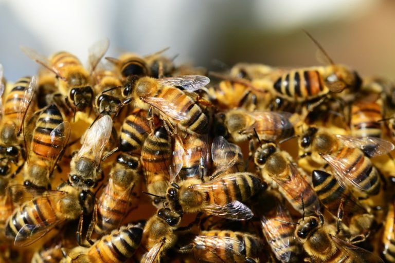 Proteger las abejas aporta a la seguridad alimentaria