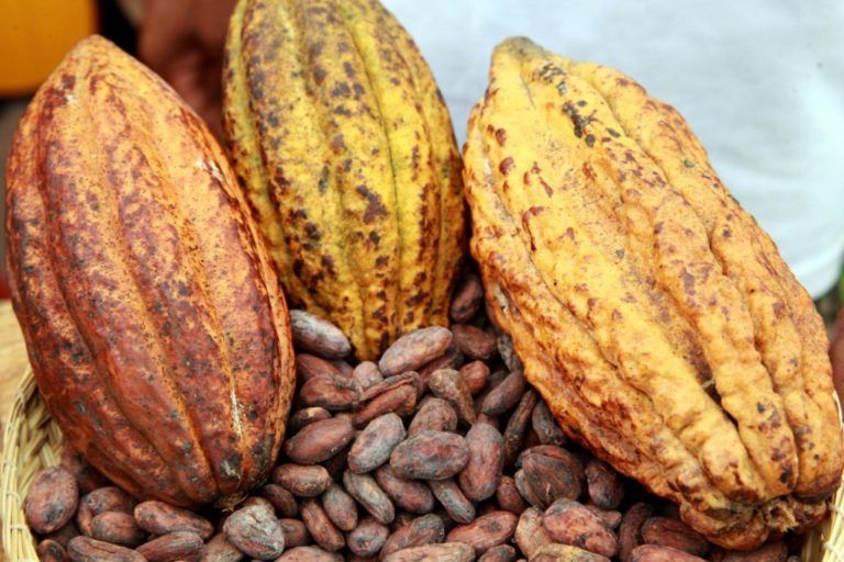Cocoa of Excellence 2019, un evento que enaltece a los cacaocultores
