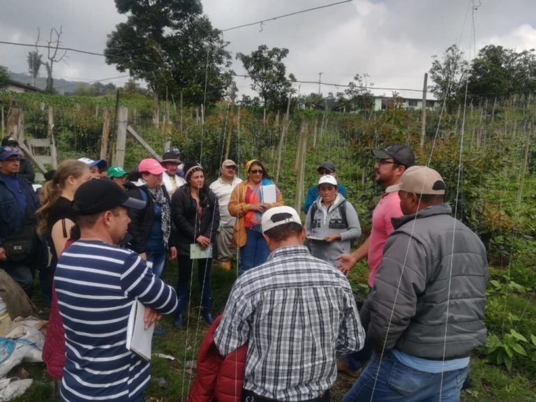 Agricultores de Une desafían su cultura para apostarle a nuevos cultivos
