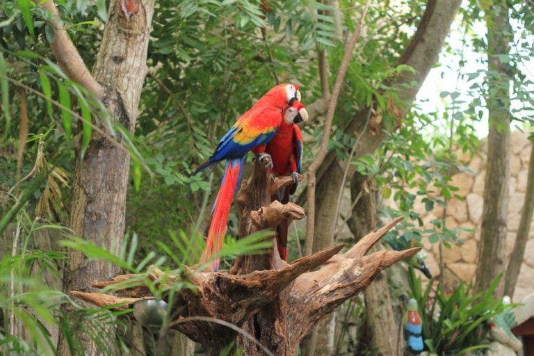 El comercio ilegal de aves sudamericanas en cifras