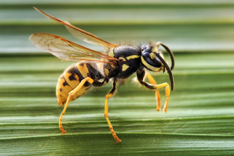 Cambios de altura afectarían desempeño de avispas biocontroladoras
