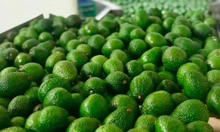 Colombia será anfitrión del Congreso Mundial de Aguacate 2019