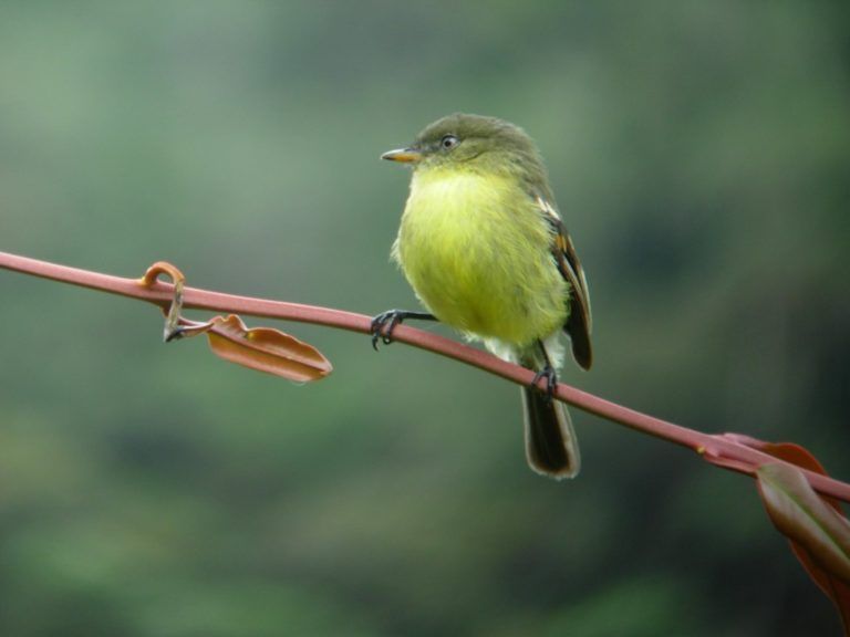Aves colombianas serán protagonistas en feria internacional