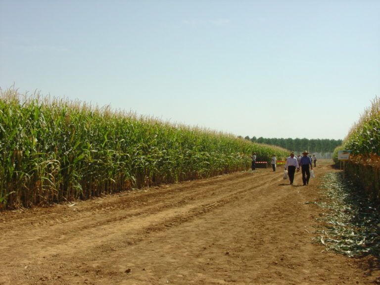 Carta del Campo: Esta es mi historia de vida en el campo