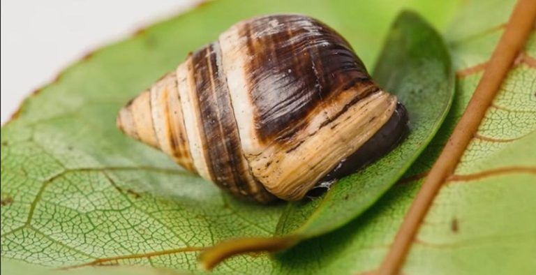 Esta es la primera especie animal extinta del año 2019