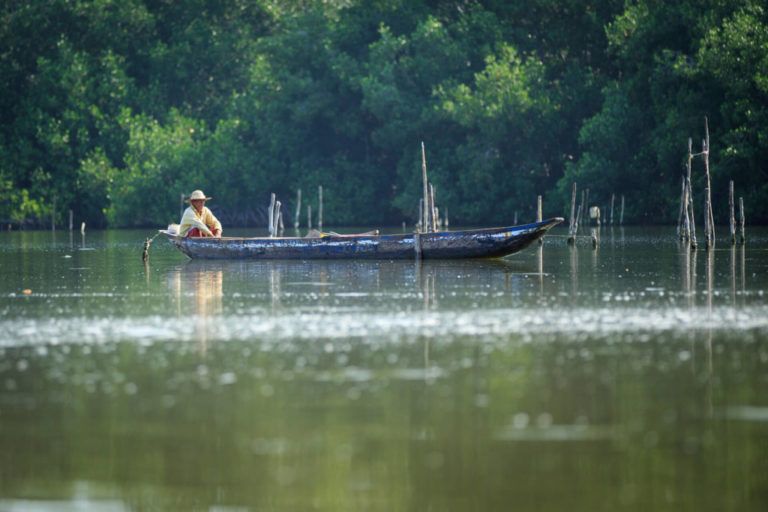 La Ciénaga Grande inició su proceso de regeneración natural