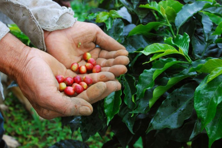 El café podría ser la siguiente víctima del calentamiento global
