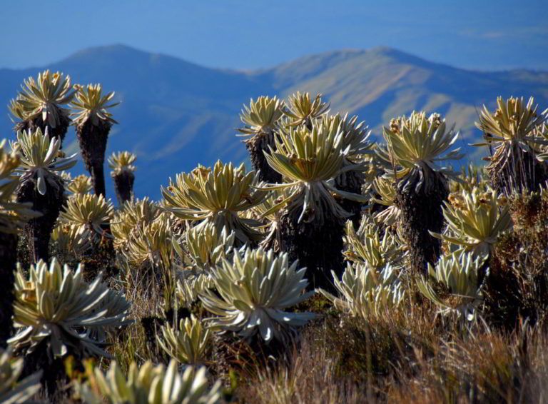 Siembra de frailejones promete preservación de páramos en Tuluá