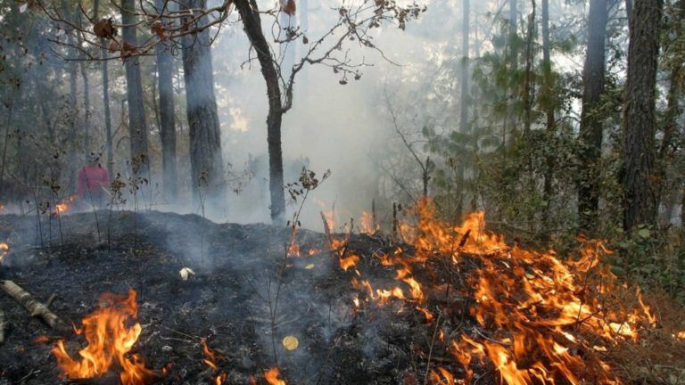 Probabilidad de incendios forestales en 14 municipios caldenses