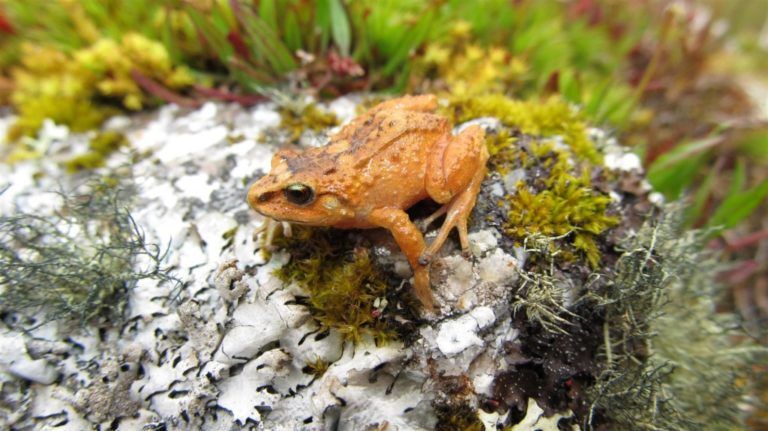 Ranas andinas perderán más del 50% de territorio por cambio climático