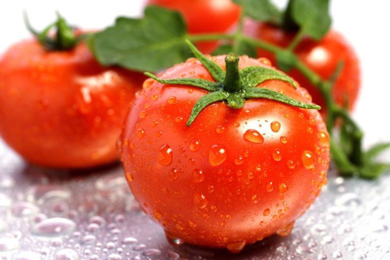 Técnicas de control reducen uso de fungicidas en tomate chonto