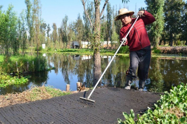 Cultivos flotantes, alternativa para la agricultura en temporada de lluvias