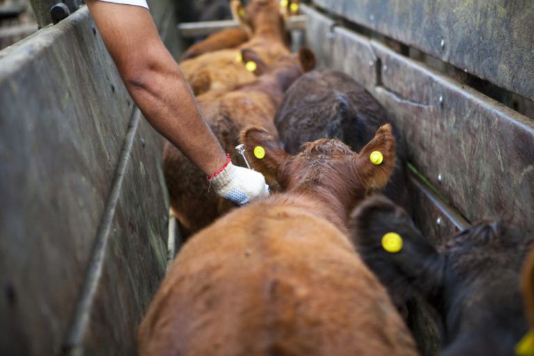 Ciclo de revacunación contra fiebre aftosa iniciará el 17 de enero