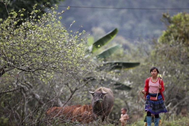 Un proyecto de reforestación busca restaurar el clima en Camboya