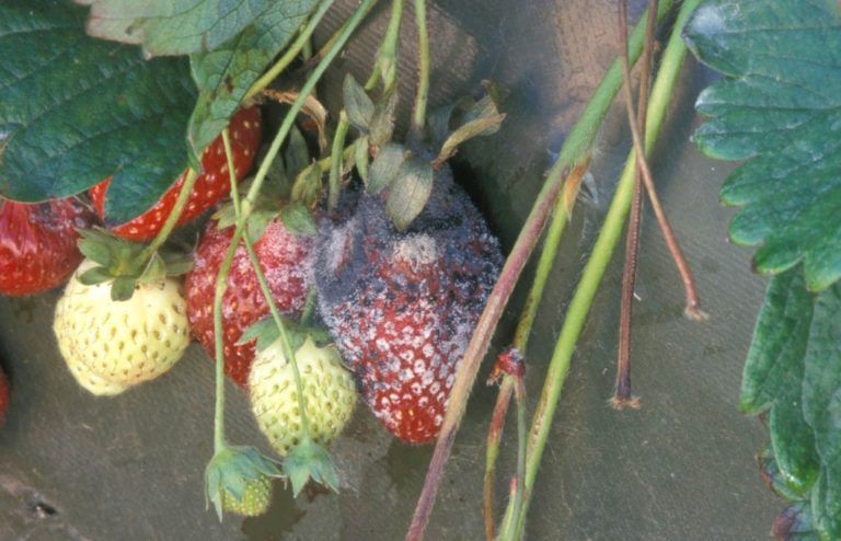 Bacterias endófitas podrían mitigar hongos en cultivos de fresas