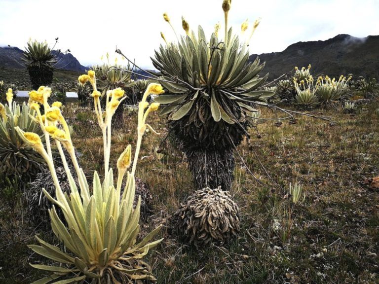 Abren centro de investigación para la protección del frailejón