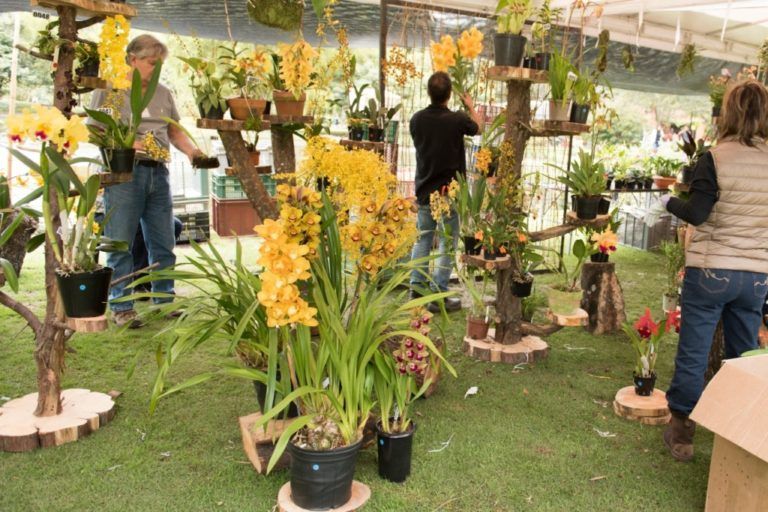 Se acerca la sexta edición del  Festival Orquídeas, Café y Arte