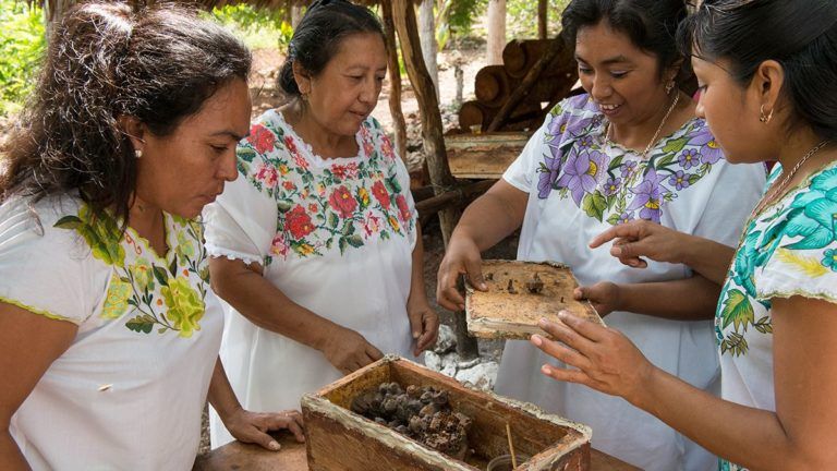 Mujeres Mayas trabajan por las abejas y el empoderamiento femenino