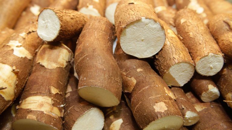 Proceso de almidón de yuca genera  empleo en el Caquetá