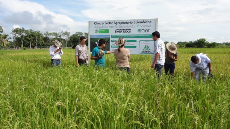 Radio Mundo Rural: Problemas económicos para arroceros y caficultores