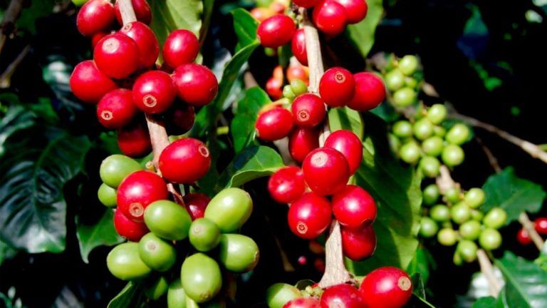 La fertilización orgánica alternativa ecológica para cultivos de café