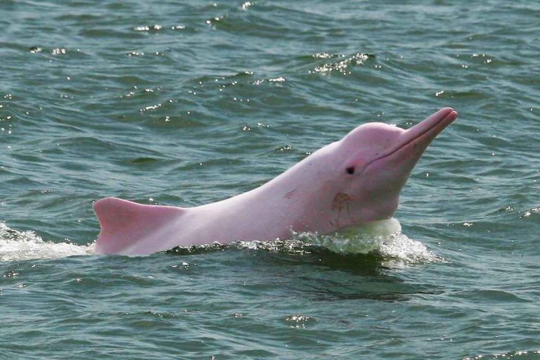 El delfín rosado del Amazonas, una especie en peligro de extinción