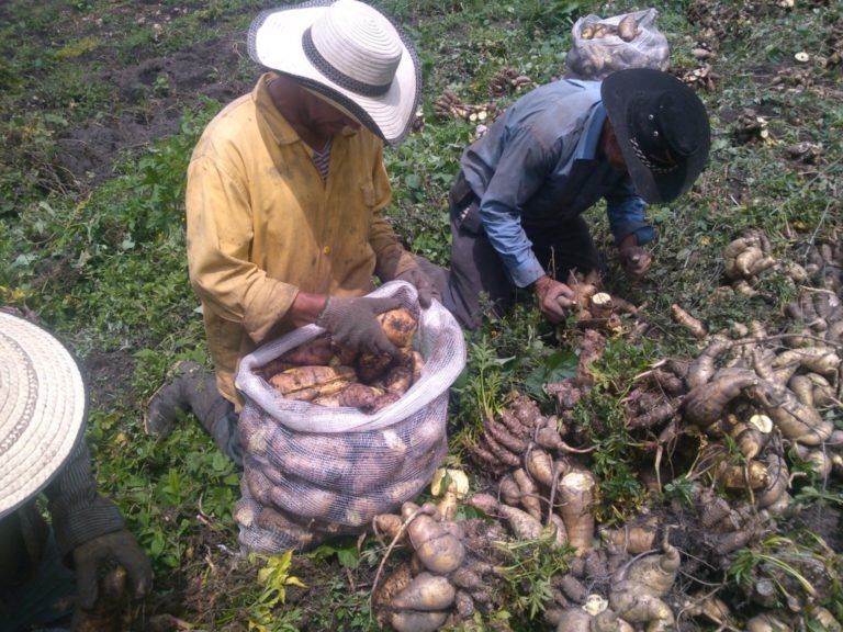 En Cajamarca se enorgullecen de ser  “arracacheros de pura cepa”